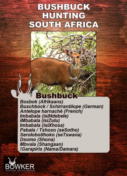 Bushbuck Hunting - Discover the Thrill of a Bushbuck Hunt 33 Bushbuck names in local African languages.