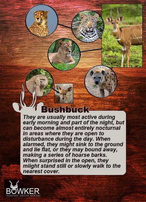 Bushbuck Hunting - Discover the Thrill of a Bushbuck Hunt 37 Predators include lion and wild dog
