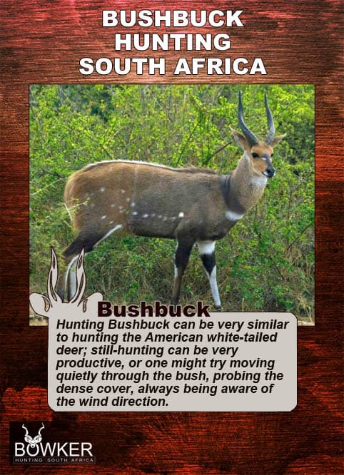 Bushbuck Hunting - Discover the Thrill of a Bushbuck Hunt 39 Bushbuck are stalked through dense cover.