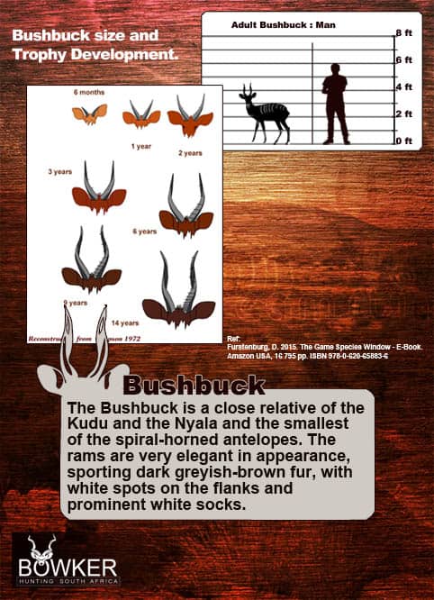 Bushbuck Hunting - Discover the Thrill of a Bushbuck Hunt 35 Bushbuck trophy development