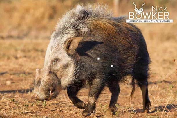 Shot placement for Bushpig hunting Shot placement