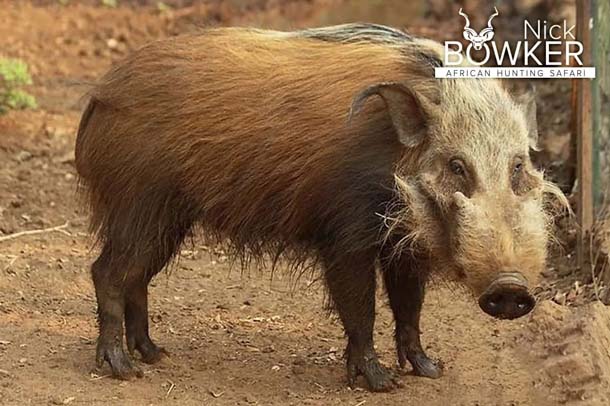 Bushpig male showing two bony ridges Male showing two bony ridges