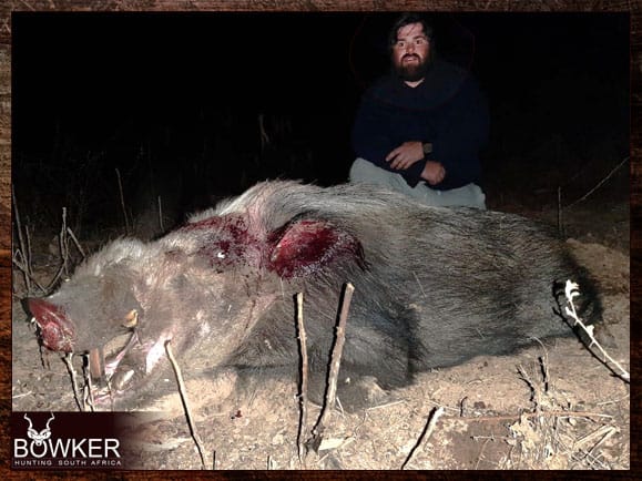 Bushpig Hunting - All You Need to Know About Hunting Bushpig 6 Bushpig hunting in South Africa.