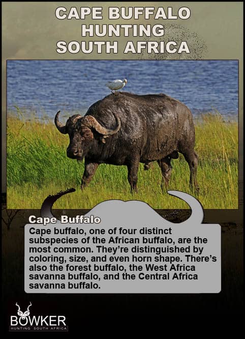 Cape Buffalo Hunting - All About Hunting Cape Buffalo 19 Cape Buffalo and other sub species