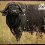 Plains Game Hunting in Africa - Hunt Plains Game with Nick Bowker 73 Buffalo male in the savanna. Buffalo big game hunting package