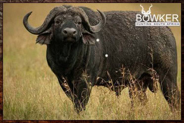 Cape Buffalo Hunting Packages and Prices - Hunt Cape Buffalo 18 Buffalo male in the savanna. Buffalo big game hunting package