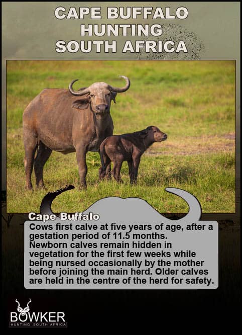 Cape Buffalo Hunting - All About Hunting Cape Buffalo 25 Cape Buffalo breeding habits