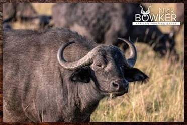 Cape Buffalo Hunting Packages and Prices - Hunt Cape Buffalo 5 Buffalo cow in the grass lands. Buffalo cow gemsbok hunting package.