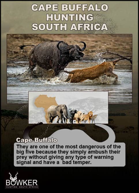 Cape Buffalo Hunting - All About Hunting Cape Buffalo 23 Cape Buffalo are considered dangerous game and are part of the big 5