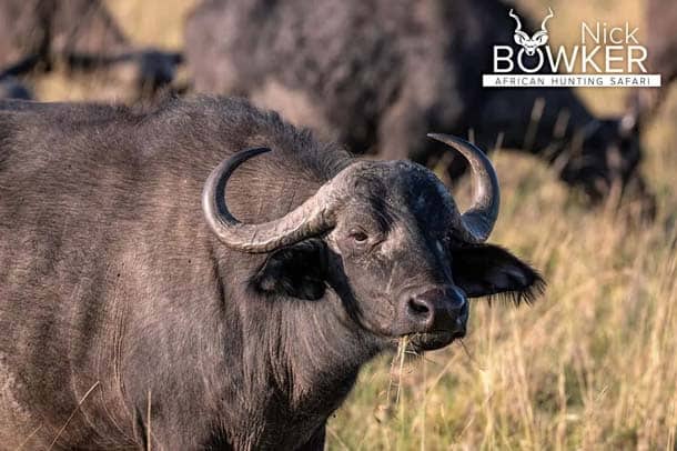 Buffalo in the open grasslands. Cows have horns that slope back with the boss present only in bulls. Buffalo female in the open grasslands.