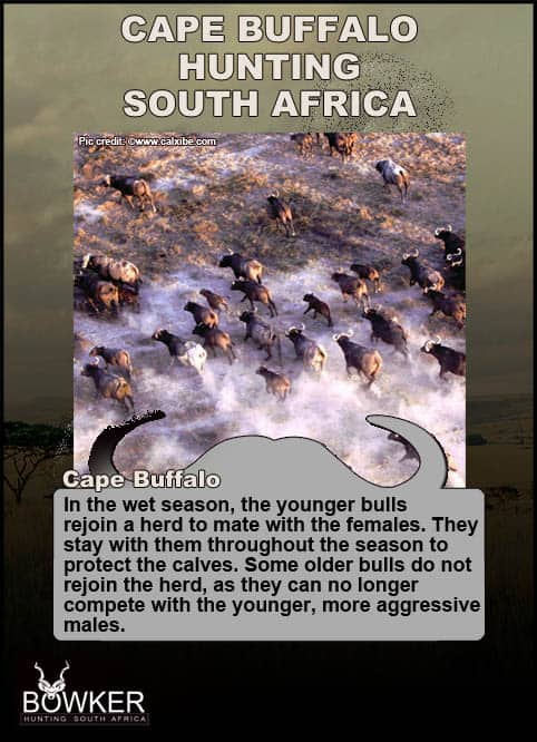 Cape Buffalo Hunting - All About Hunting Cape Buffalo 26 Cape Buffalo herd behaviour.
