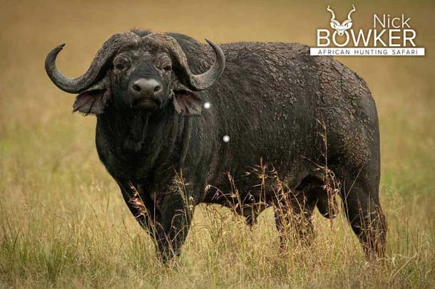 Shot placement should be on the bottom third of the shoulder. The first shot needs to count when you are buffalo hunting. Shot placement should be on the bottom third of the shoulder.