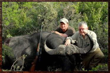 Cape Buffalo Hunting Packages and Prices - Hunt Cape Buffalo 12 Buffalo trophy shot as part of a Cape Buffalo package