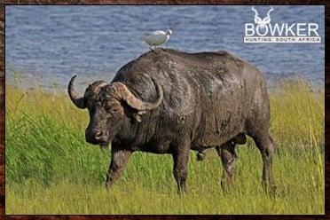 Cape Buffalo Hunting Packages and Prices - Hunt Cape Buffalo 15 Buffalo bull near water. Buffalo Lechwe hunting package.