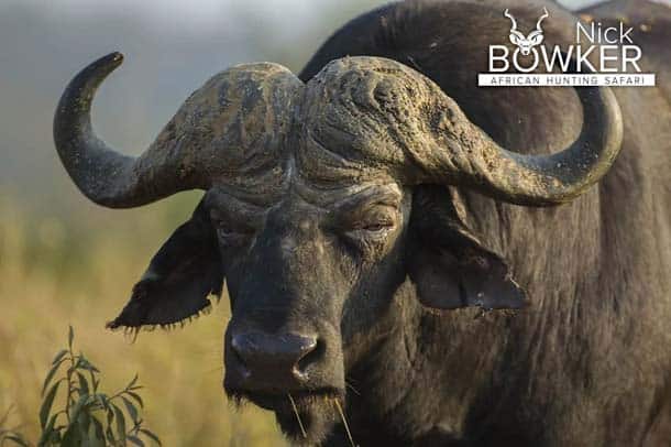 Old Buffalo Bull. Note the large hard boss which distinguishes females and young males from mature males Old Buffalo Bull. Note the large hard boss.