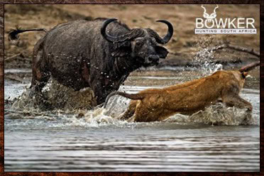 Cape Buffalo Hunting Packages and Prices - Hunt Cape Buffalo 11 Buffalo chasing lion. Buffalo Nyala hunting package.