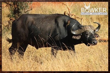 Cape Buffalo Hunting Packages and Prices - Hunt Cape Buffalo 21 Buffalo male in the bush. Buffalo roan hunting package.