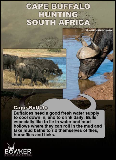 Cape Buffalo Hunting - All About Hunting Cape Buffalo 24 Buffalo need to drink daily