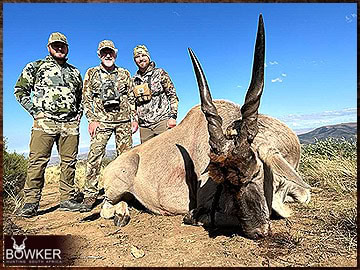 Trophy Hunting South Africa 103 Cape Eland rifle hunted in Africa.