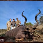 Mastering Kudu Hunting: The Ultimate Guide to Hunting Kudu 21 Cape kudu hunt.