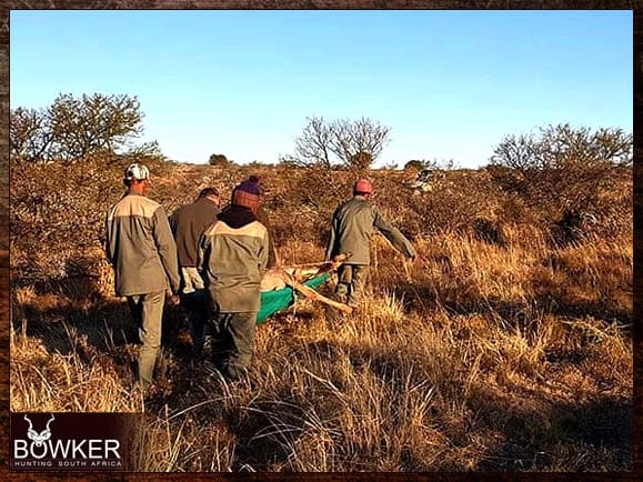 African Safari 13 Carrying a Kudu shot on our African safari