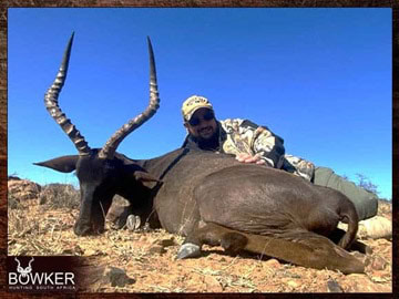 Plains Game Hunting in Africa - Hunt Plains Game with Nick Bowker 61 Client with a black impala on a plains animal hunt in South Africa.