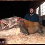 Bushpig Hunting - All You Need to Know About Hunting Bushpig 10 Client with a Bushpig on a plains game hunt in South Africa..