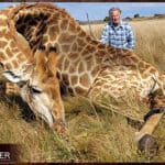 Giraffe Hunting - All You Need to Know About Hunting Giraffe 16 Client with a giraffe trophy on an African big game hunting safari.