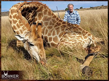 Plains Game Hunting in Africa - Hunt Plains Game with Nick Bowker 49 Client with a giraffe trophy on an African big game hunting safari.