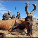 Red Hartebeest Hunting - All You Need to Know About Hartebeest Hunts 21 Client Red hartebeest shot in South Africa on a plains game hunt.
