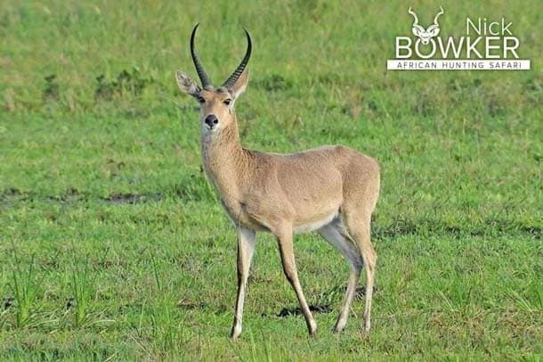 Common Reedbuck Hunting - About Hunting Reedbuck 3 Common reedbuck hunting in South Africa.