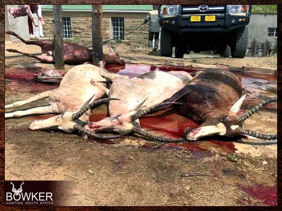 African Cull Hunt - come and enjoy some Trigger Time 14 White and common blesbok shot on an African cull hunt.
