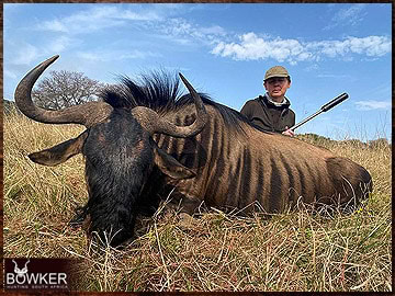 Trophy Hunting South Africa 15 Discount african blue wildebeest hunt safari with Nick Bowker.
