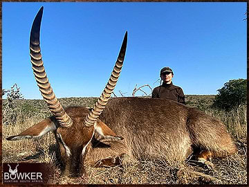 Trophy Hunting South Africa 27 Discount african waterbuck hunt safari with Nick Bowker.