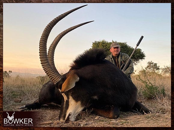 The Thrill of Sable Antelope Hunting: Guide to Hunting Sable 32 Discount african sable hunt safari with Nick bowker.