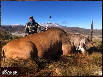 Trophy Hunting South Africa 107 Eland hunting safari.