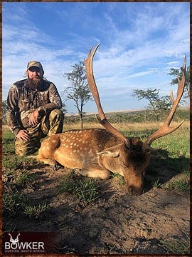 Trophy Hunting South Africa 22 Fallow deer hunting in Africa.