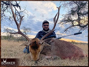 Trophy Hunting South Africa 25 Fallow deer trophy hunted in South Africa.