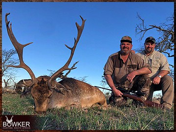 Trophy Hunting South Africa 27 Fallow deer trophy hunted in South Africa.
