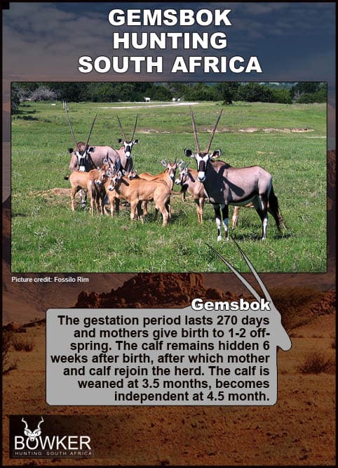 The gold standard for a very nice trophy gemsbok is one with 40 inch horns. Mothers and young. Calves are hidden for 6 weeks.