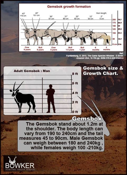 A low metabolism allows them to survive for much of the year without drinking. They get the moisture they need from their food, including desert melons that they dig up in times of drought. Horn growth formation over time.