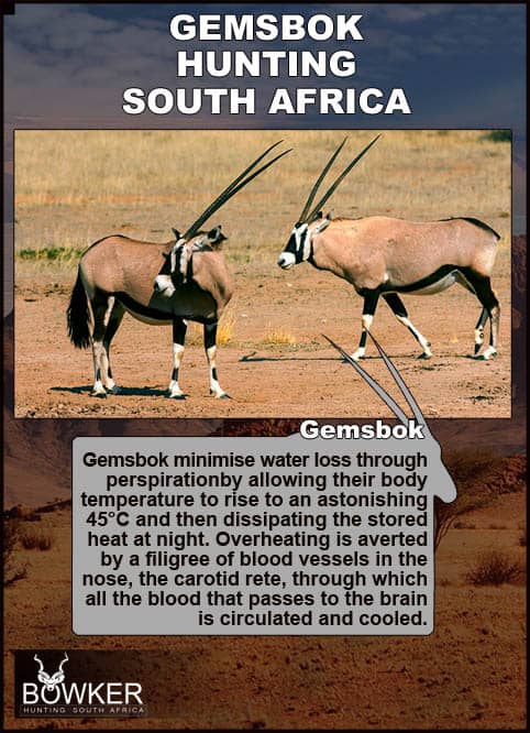 There are various methods of hunting gemsbok in Africa. Generally, there will be a mix of driving, walking and spot and stalk. Gemsbok on dry plains. Gemsbok are able to minimise water loss.