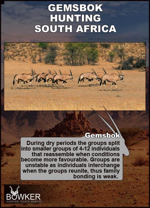 Gemsbok males and females make spectacular trophies. Both sexes carry long spear-like horns. Bull in dry landscape.These are desert dwelling animal that prefers deserts, scrubland and brush land.