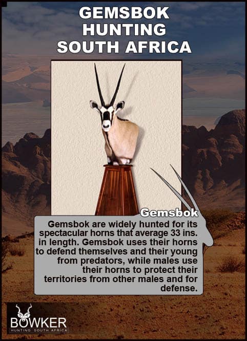 The Gemsbok is desert dwelling animal that prefers deserts, scrubland and brush land. Southern gemsbok tend to inhabit open, arid areas, such as the Kalahari dune land and bush savannah while northern gemsbok inhabit open grasslands. Shoulder mounts. Both males and females have spectacular horns.