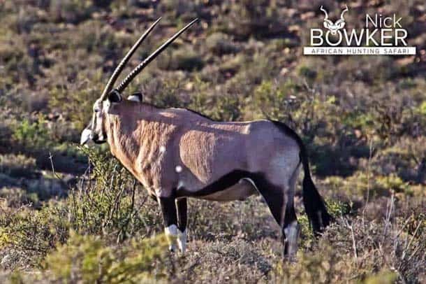 Shot placement should be on the bottom third of the shoulder for gemsbok hunting. Shot placement should be on the bottom third of the shoulder for gemsbok hunting.