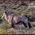 Gemsbok Hunting - All You need Know About Gemsbok Hunts 26 African safari hunt cost