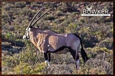 Gemsbok and Kudu are the signature trophies in our starter $5000 package. African safari hunt cost