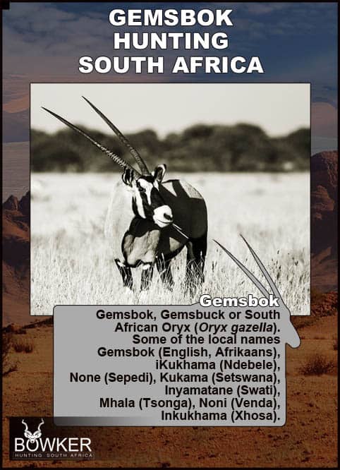 The name "Gemsbok" in English is derived from Afrikaans Gemsbok, which itself is derived from Dutch name of the male chamois. Local African names.