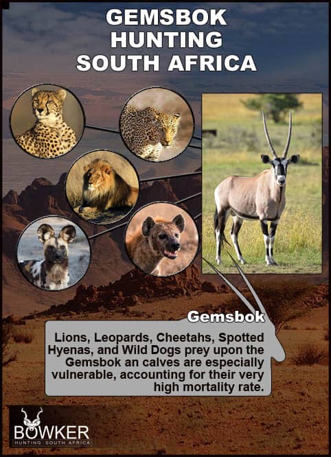 They use their horns in territorial combat and as lethal weapons against predators by lowering the horns to a vertical position, even capable of killing lions. They use their horns in territorial combat and as lethal weapons against predators.