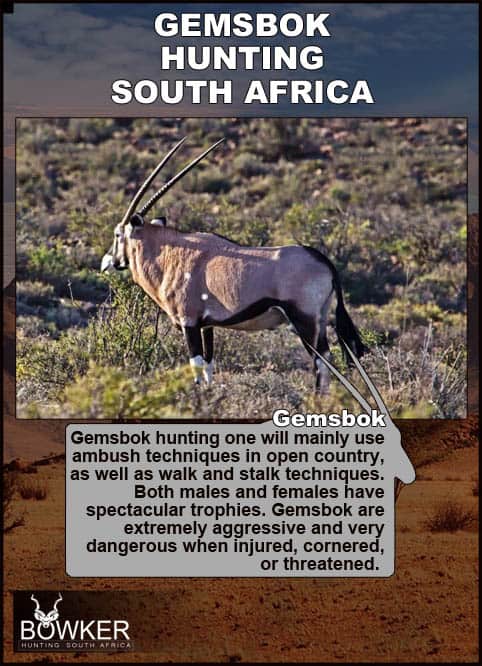 They are semi-gregarious and occur in the following groups: 1. mixed groups of 5 - 40 individuals that include several territorial bulls as temporarily associates, adult non-lactating cows and sub adult cows Gemsbok on arid terrain. There are various methods of hunting gemsbok in Africa.